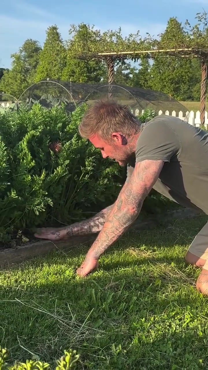 沒(méi)想到貝克漢姆種菜也這么出色種出來(lái)的胡蘿卜都分叉了