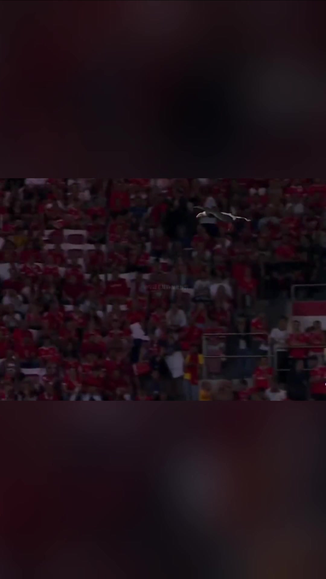 足壇最特別的開場(chǎng)本菲卡每場(chǎng)比賽前都有一只雄鷹在翱翔