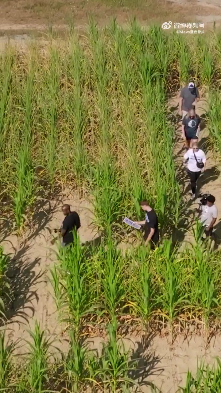 排面啊獨行俠狀元弗拉格走進(jìn)有著自己巨幅剪影的玉米地