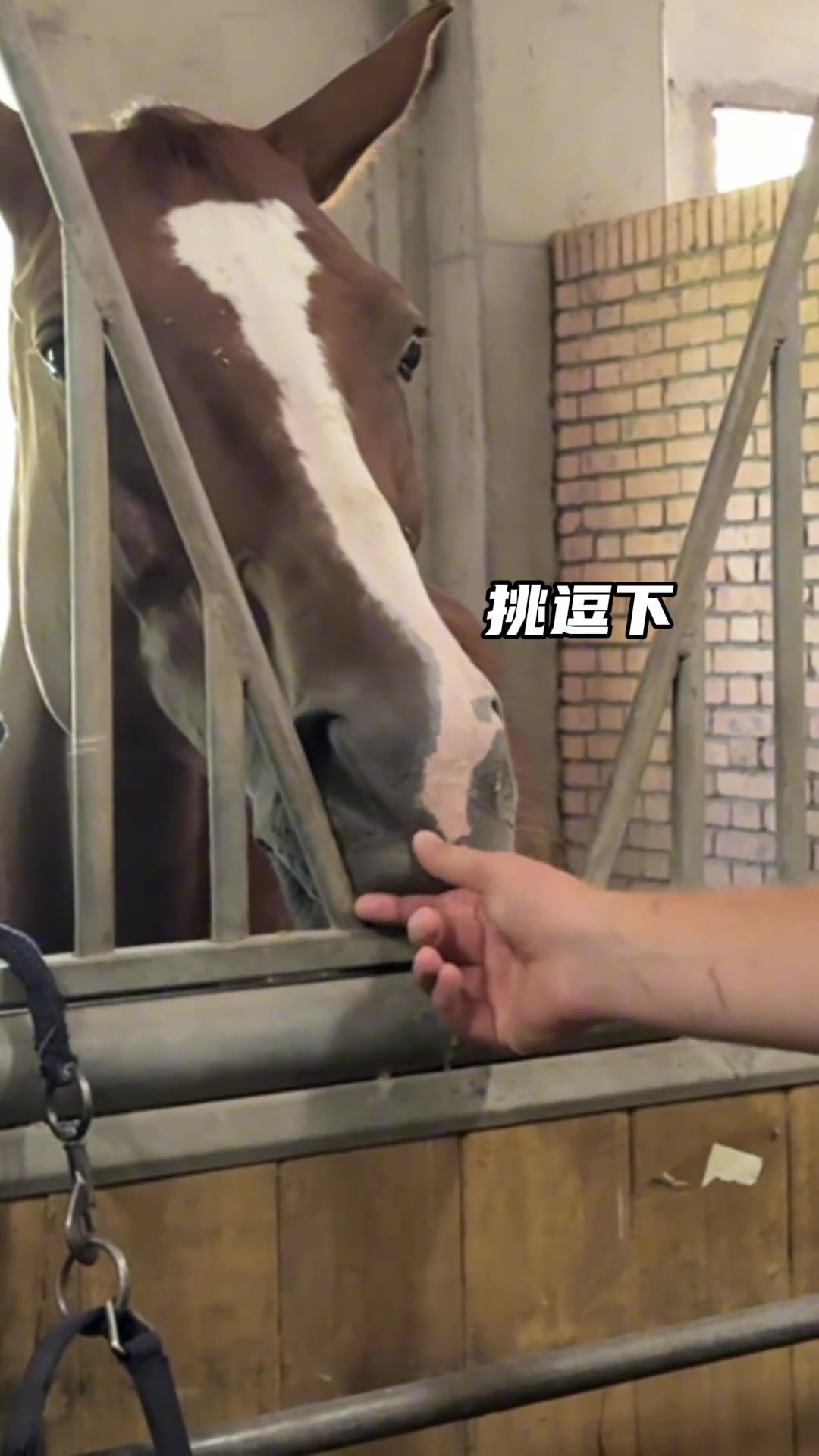 心心念念的馬兒終于見到了兄弟們猜猜約老師有沒有挑一匹回家