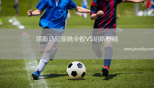 塔斯馬尼亞跳傘蟻VS珀斯野貓